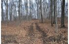 Property photo 63 - 98+/- Acres Offered in 6 Tracts or Combinations, Noble County, Indiana Farm